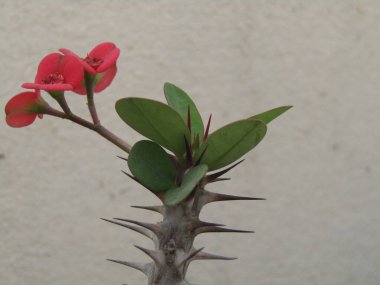 Bahçedeki kırmızı çiçek