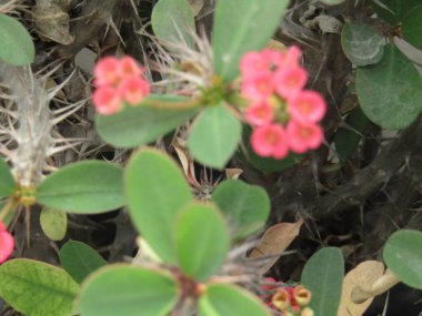 Güzel botanik fotoğrafı, doğal duvar kağıdı.