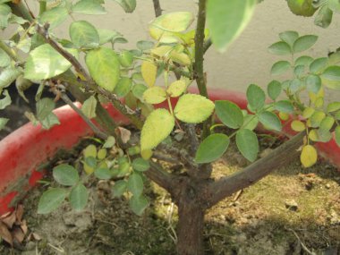 Bahçedeki yeşil bitki