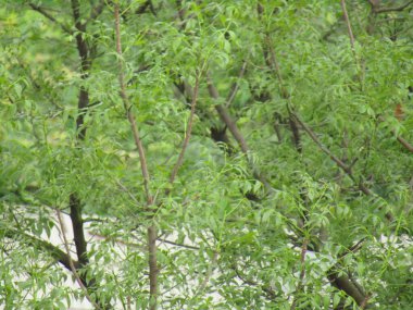 yeşil yapraklar, bitki örtüsü ve doğa