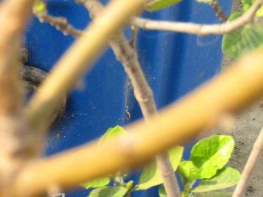 Parlak yeşil yapraklar, bahar mevsiminde bahçede küçük taze tomurcuklardan yetişir..