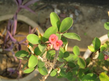 Çiçekler ve yeşil taze yapraklar çiçek açan bir ağacın dalında. İlkbaharda bulanık bir arkaplanda kırmızı bir ağacın çiçek açması. Seçici odak.