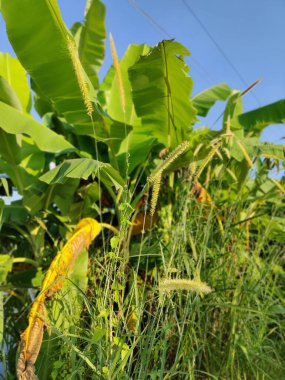 Bahçede yeşil muz ağacı