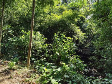 Ormandaki nehrin güzel manzarası