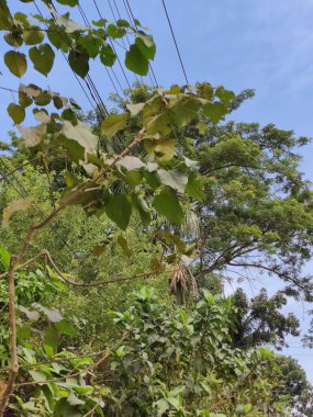 Ormanın güzel manzarası
