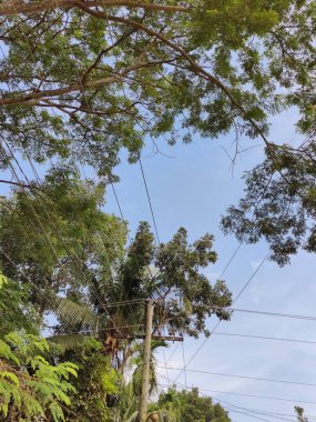 Sabahları parkın manzarası.