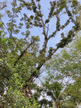 Ormanda yeşil ağaçlar