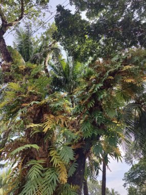 yeşil yaprakları ağaçların