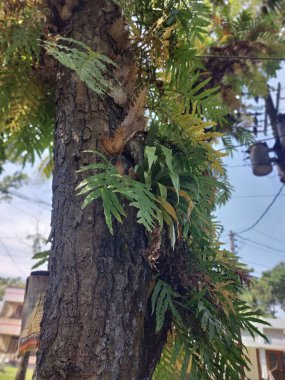 İsrail Eyaleti Adası 'nın güzel manzarası.