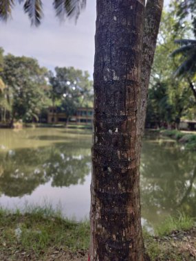 Ağaçlı ve yeşil yapraklı güzel bir manzara.