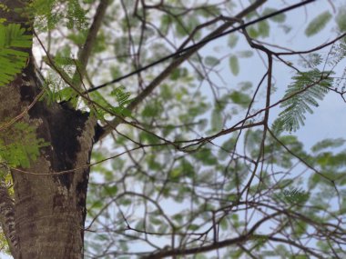Ormanın güzel manzarası