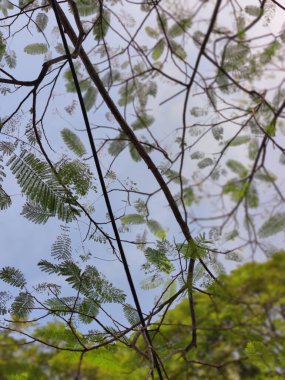 Ormanda yeşil yapraklar. Ormanın güzel manzarası.
