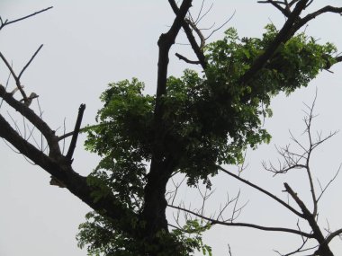 Ağaç dalları, bitki örtüsü ve doğa