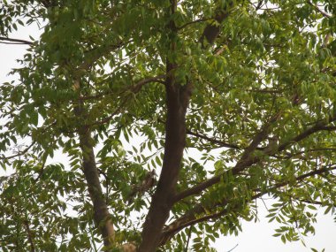 Doğada ağaç dalları, bitki örtüsü