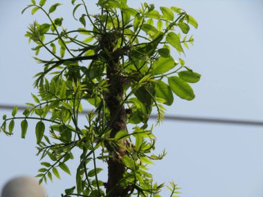 Ormanda yeşil yapraklar