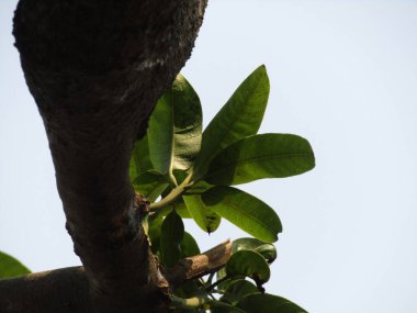 Güzel yeşil yaprakların manzarasını kapat