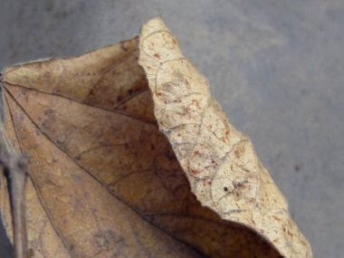 Sonbahar yapraklı makro - yakın -