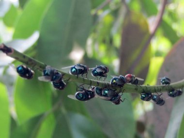 Siyah tırtıl doğada
