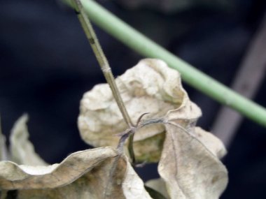 Bahçedeki yeşil yapraklar