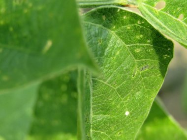 bir ağacın yeşil yaprakları