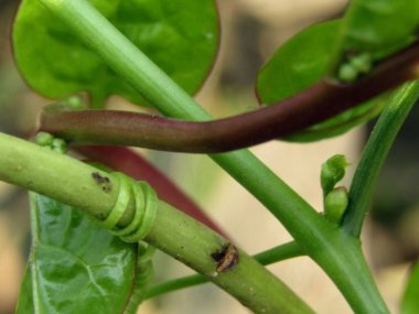 bir bitkinin yeşil yaprakları