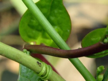 Bahçedeki fasulyeyi kapat.