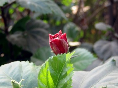 Bahçede kırmızı amber çiçeği, doğa