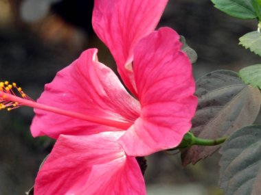 Açık büyüyen renk çiçekler yakın