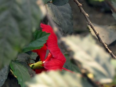 Bahçedeki kırmızı çiçek