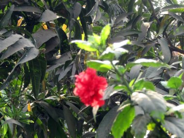 Güzel botanik fotoğrafı, doğal duvar kağıdı.