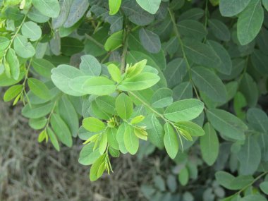 Sunny Bokeh arka planında yeşil yapraklar. Metnin için bulanık alan..
