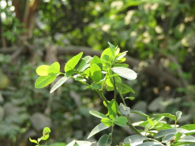 Sunny Bokeh arka planında yeşil yapraklar. Metnin için bulanık alan..
