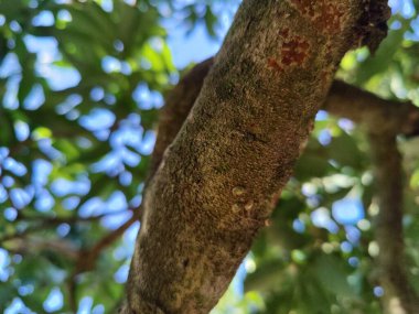 Güzel botanik fotoğrafı, doğal duvar kağıdı. yeşil yapraklar, bitkiler ve yapraklar
