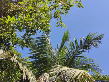 Tropik büyük yeşil yapraklar, mavi gökyüzüne karşı terk edilmiş palmiye dalları. Mavi gökyüzüne karşı yeşil yapraklar, doğanın manzarası,