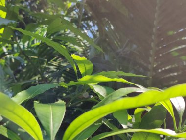 Güzel botanik fotoğrafı, doğal duvar kağıdı. yeşil yapraklar, bitkiler ve yapraklar