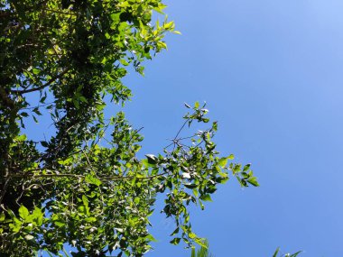 Tropik büyük yeşil yapraklar, mavi gökyüzüne karşı terk edilmiş palmiye dalları. Mavi gökyüzüne karşı yeşil yapraklar, doğanın manzarası,