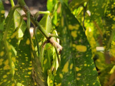 Taze yeşil yaprakların yakın görüntüsü. Ormanda yeşil yapraklar