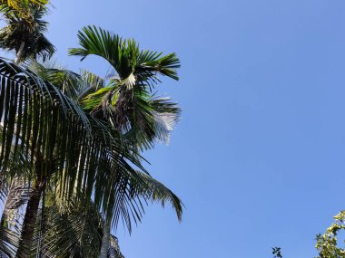 Tropik büyük yeşil yapraklar, mavi gökyüzüne karşı terk edilmiş palmiye dalları. Mavi gökyüzüne karşı yeşil yapraklar, doğanın manzarası,