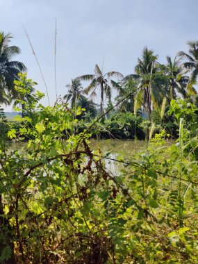 Bahçede farklı doğal elementlere sahip güzel tropik ağaçlar parkın güzel manzarası, doğa fotoğrafçılığı.