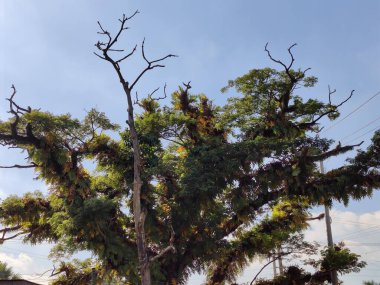 Güzel botanik fotoğrafı, doğal duvar kağıdı. yeşil yapraklar, bitkiler ve yapraklar