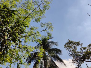 Tropik büyük yeşil yapraklar, mavi gökyüzüne karşı terk edilmiş palmiye dalları. Mavi gökyüzüne karşı yeşil yapraklar, doğanın manzarası,