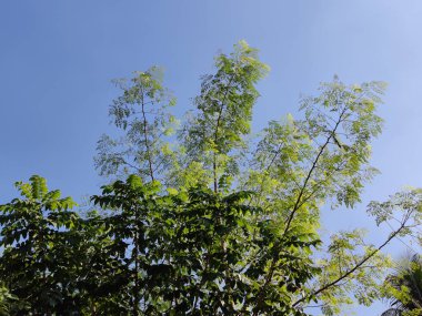 Güzel botanik fotoğrafı, doğal duvar kağıdı. yeşil yapraklar, bitkiler ve yapraklar