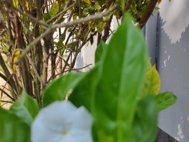 Taze yeşil yaprakların yakın görüntüsü. Ormanda yeşil yapraklar