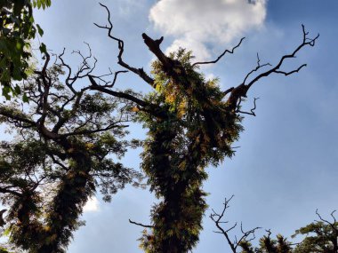 Tropik büyük yeşil yapraklar, mavi gökyüzüne karşı terk edilmiş palmiye dalları. Mavi gökyüzüne karşı yeşil yapraklar, doğanın manzarası,