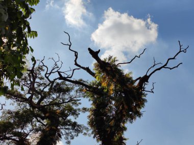 Tropik büyük yeşil yapraklar, mavi gökyüzüne karşı terk edilmiş palmiye dalları. Mavi gökyüzüne karşı yeşil yapraklar, doğanın manzarası,