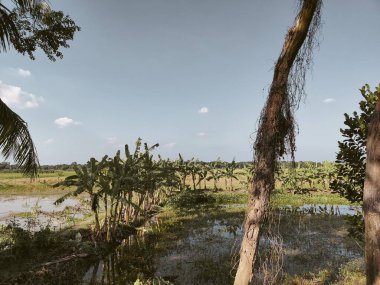 Bahçede farklı doğal elementlere sahip güzel tropik ağaçlar parkın güzel manzarası, doğa fotoğrafçılığı.