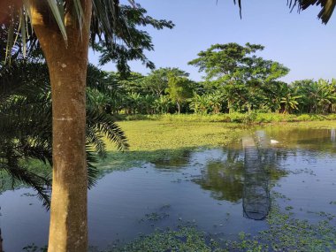 Gölet ve yeşil doğa. Gölet ve sebze canavarı. Bangladeş 'te eko doğada küçük bir gölet