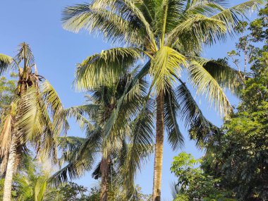 Ormandaki palmiye ağacı. Ormandaki ağaç dalları, doğal arka plan.