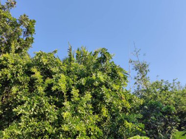 Güzel botanik fotoğrafı, doğal duvar kağıdı. yeşil yapraklar, bitkiler ve yapraklar