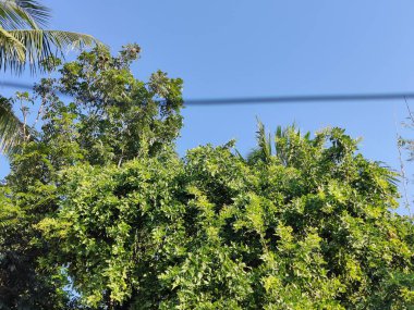 Tropik büyük yeşil yapraklar, mavi gökyüzüne karşı terk edilmiş palmiye dalları. Mavi gökyüzüne karşı yeşil yapraklar, doğanın manzarası,